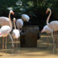 flamingoes1